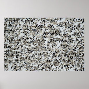 A HUGE DENSE FLOCK OF SNOW GEESE FLY TOGETHER IN T POSTER