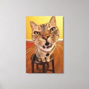 A humourous little cat sits on a stool in a canvas print