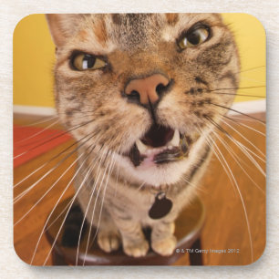 A humourous little cat sits on a stool in a coaster