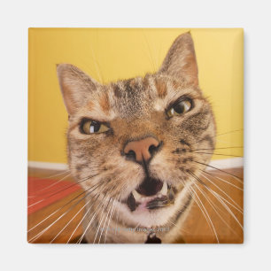 A humourous little cat sits on a stool in a magnet