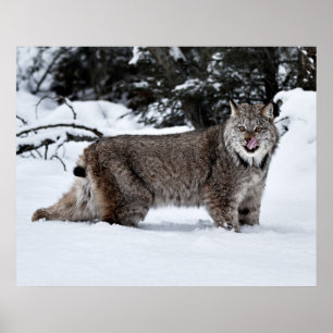 A Hungry Canadian Lynx in the Snow Poster