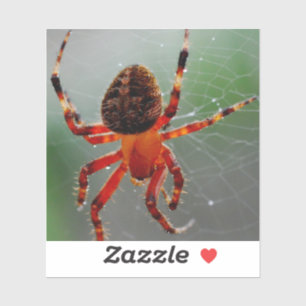 A Hungry Spider Waits