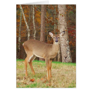 A Hunter's Dream Deer