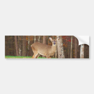 A Hunter's Dream Deer Bumper Sticker