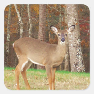 A Hunter's Dream Deer Square Sticker