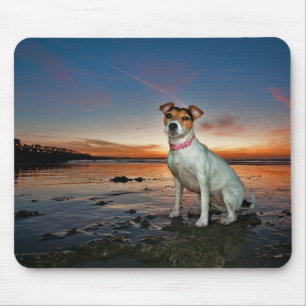 A Jack Russell Sitting Beach Brighton Beach Mouse Mat