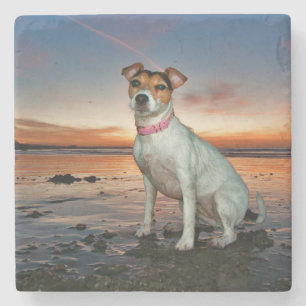 A Jack Russell Sitting Beach Brighton Beach Stone Coaster