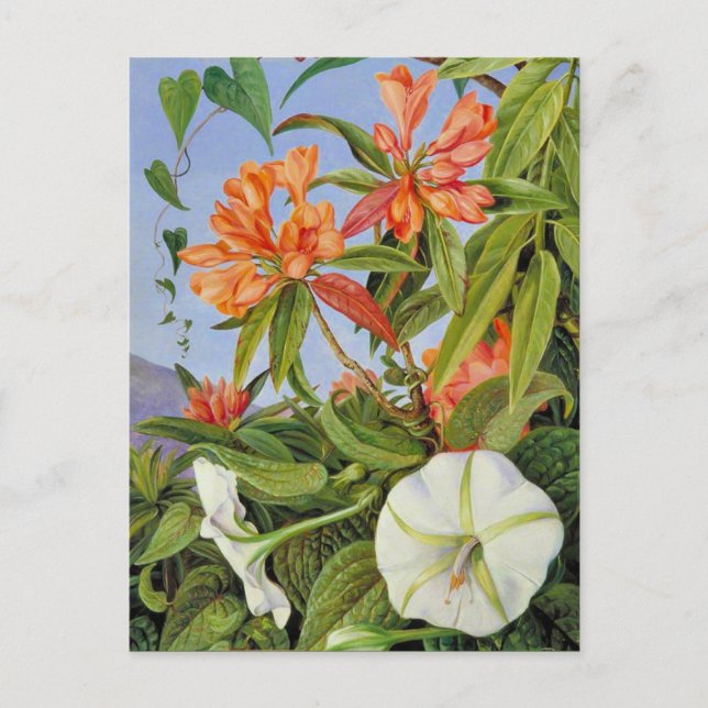 A Javan Rhododendrum and Ipomoea Postcard (Front)
