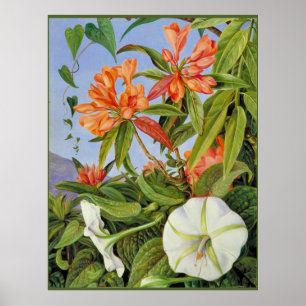 A Javan Rhododendrum and Ipomoea Poster
