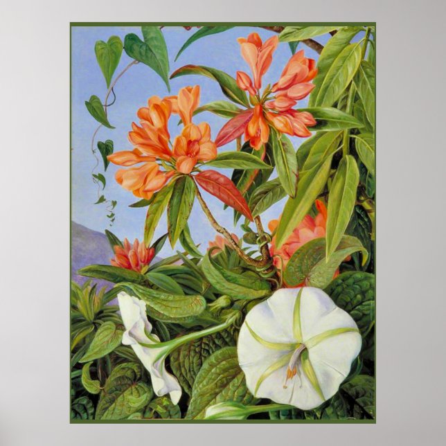 A Javan Rhododendrum and Ipomoea Poster (Front)