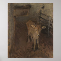 A Jersey Calf