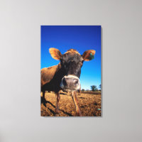 A Jersey cow being inquisitive
