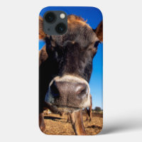 A Jersey cow being inquisitive