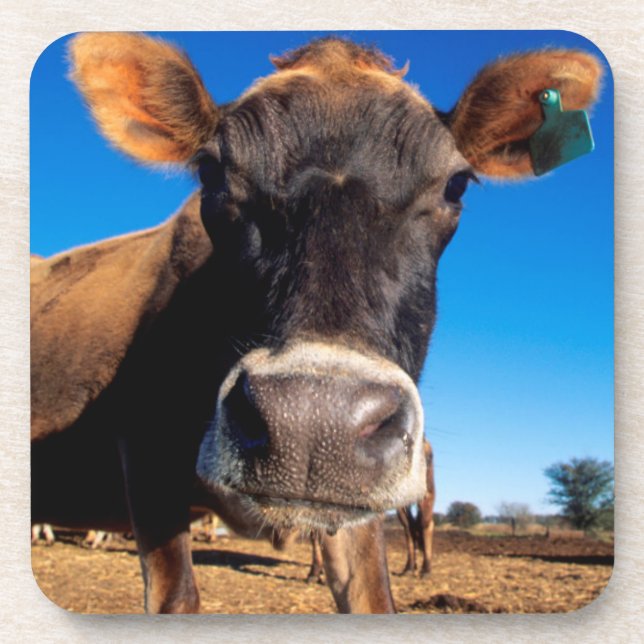 A Jersey cow being inquisitive Coaster (Front)