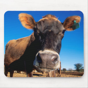 A Jersey cow being inquisitive Mouse Mat
