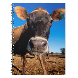 A Jersey cow being inquisitive Notebook