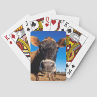 A Jersey cow being inquisitive