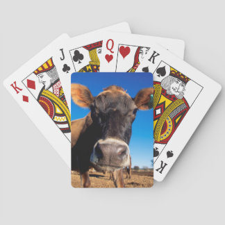 A Jersey cow being inquisitive Playing Cards