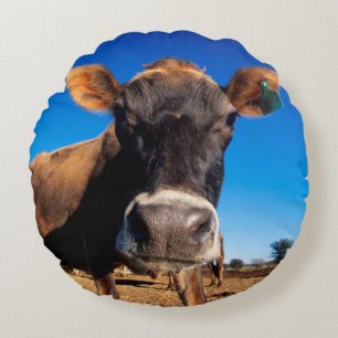 A Jersey cow being inquisitive Round Cushion