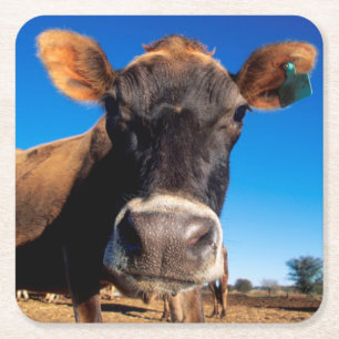 A Jersey cow being inquisitive Square Paper Coaster