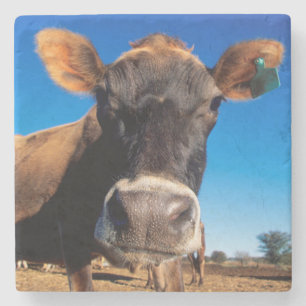 A Jersey cow being inquisitive Stone Coaster