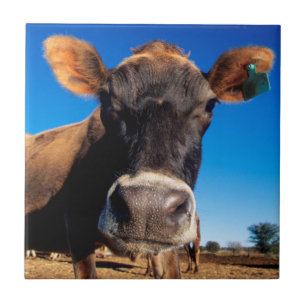 A Jersey cow being inquisitive Tile
