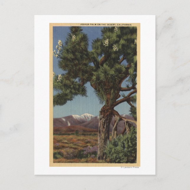 A Joshua Palm in Bloom in Californian Desert Postcard (Front)