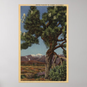 A Joshua Palm in Bloom in Californian Desert Poster