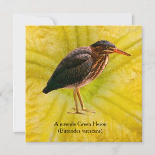 A juvenile Green Heron (Butorides virescens)