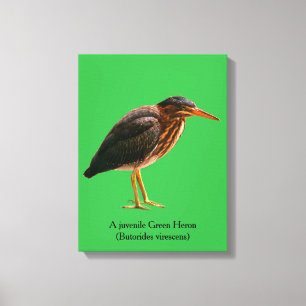 A juvenile Green Heron (Butorides virescens) Canvas Print