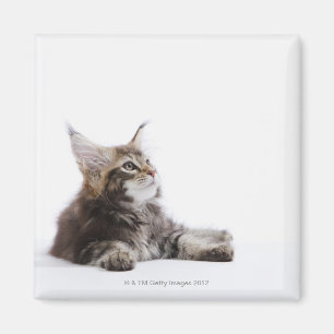 A kitten of Maine Coon cat Magnet