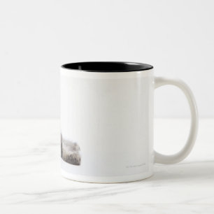 A kitten of Maine Coon cat Two-Tone Coffee Mug