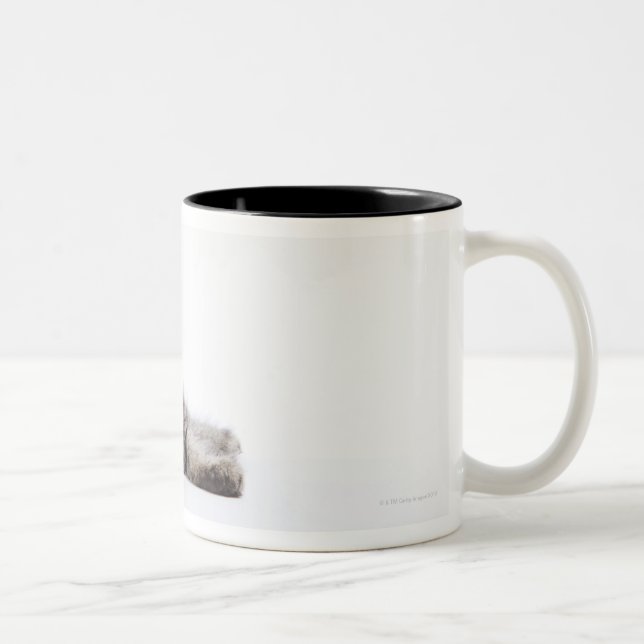 A kitten of Maine Coon cat Two-Tone Coffee Mug (Right)