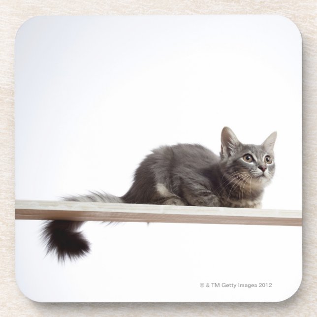 A kitten of Saiberian cat on the board Coaster (Front)