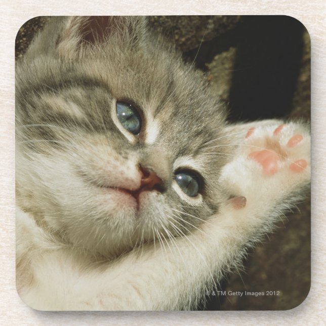 A kitten, with large blue eyes, lays on it's coaster (Front)