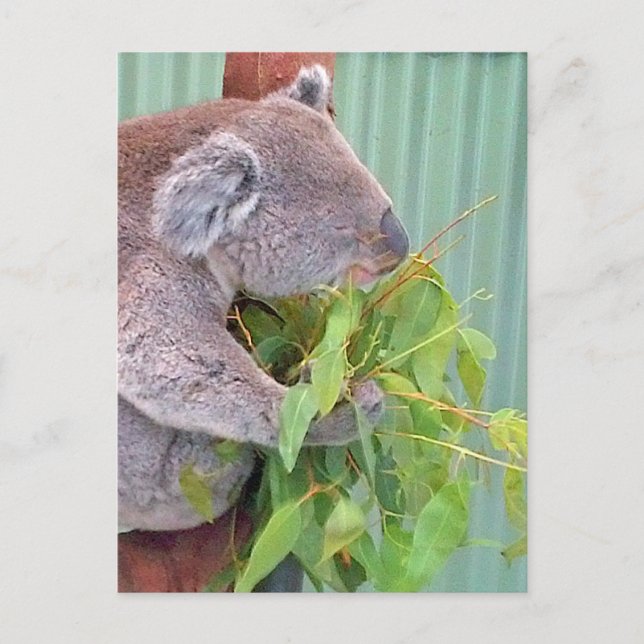 A Koala in Australia Postcard (Front)