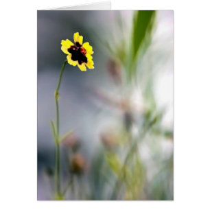 A Lack of Focus-Single Blossom