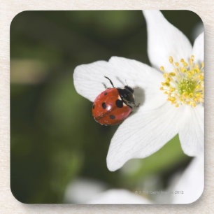 A ladybird on a wood anemone Stockholm Sweden. Coaster