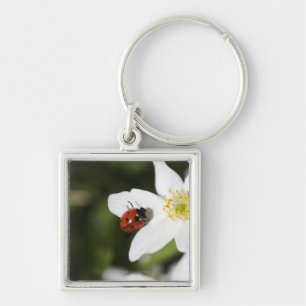 A ladybird on a wood anemone Stockholm Sweden. Key Ring