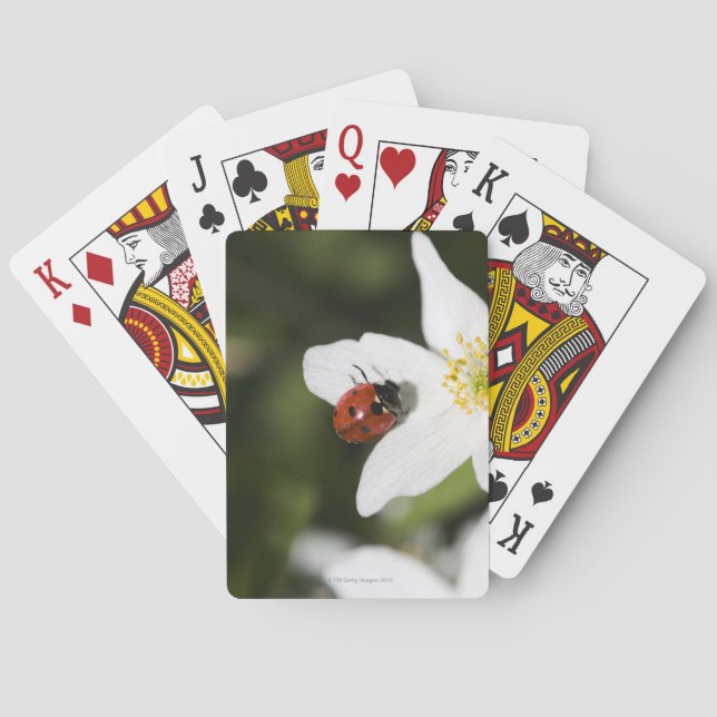 A ladybird on a wood anemone Stockholm Sweden Playing Cards (Back)