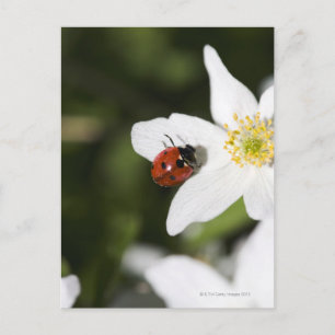 A ladybird on a wood anemone Stockholm Sweden. Postcard