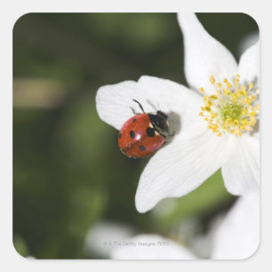 A ladybird on a wood anemone Stockholm Sweden Square Sticker