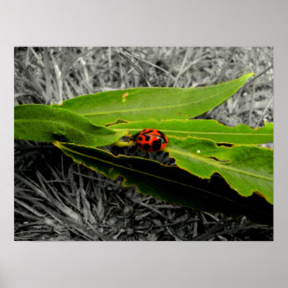 A Ladybug on Leaves Poster