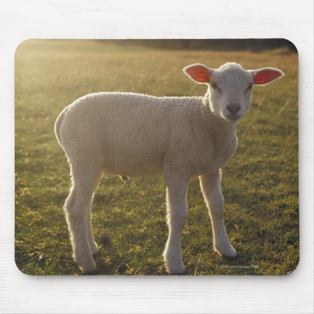 A Lamb at the Setting of the Sun Sweden Mouse Mat (Front)
