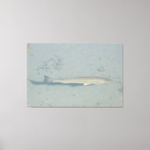 A Large Bass Canvas Print
