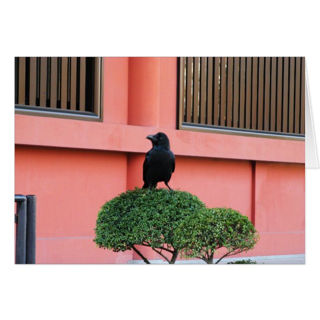 A Large-Billed Jungle Crow A Perch On A Cloud Tree (Front Horizontal)
