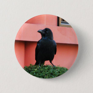 A Large-Billed Jungle Crow A Perch On A Cloud Tree 6 Cm Round Badge