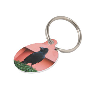 A Large-Billed Jungle Crow A Perch On A Cloud Tree Pet Tag