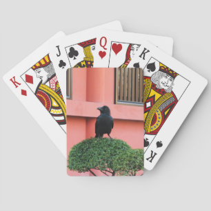 A Large-Billed Jungle Crow A Perch On A Cloud Tree Playing Cards