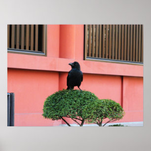 A Large-Billed Jungle Crow A Perch On A Cloud Tree Poster
